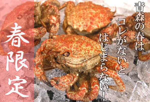 青森県陸奥湾産 栗毛ガニ 陸奥湾ホタテの活急便 青森帆立専門店 ほたて屋だいえい